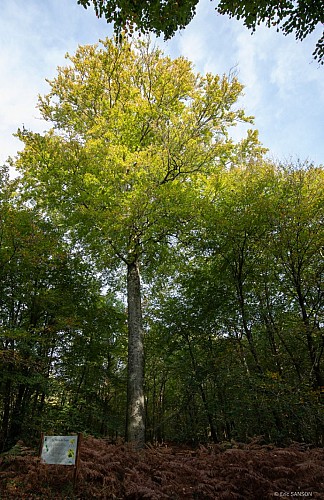 hetre-du-torps-foret-de-brotonne-7©EricSanson