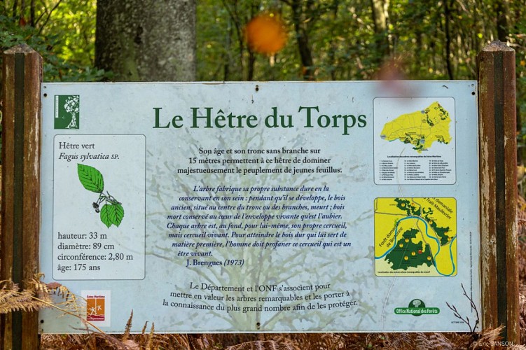 hetre-du-torps-foret-de-brotonne-1©EricSanson