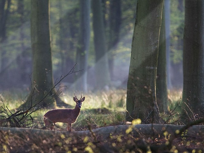 Foret de roumare-biche©F
