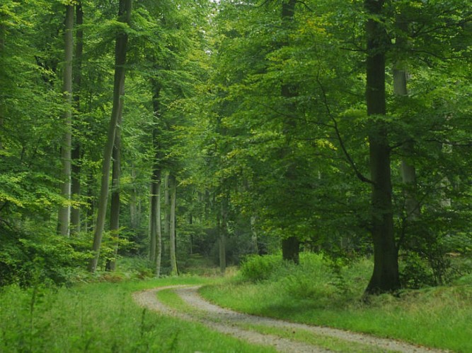 Pays-de-Bray-foret Eawy-6©SMT-G