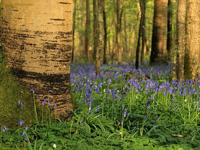 photo foret lyons jacinthes800x600