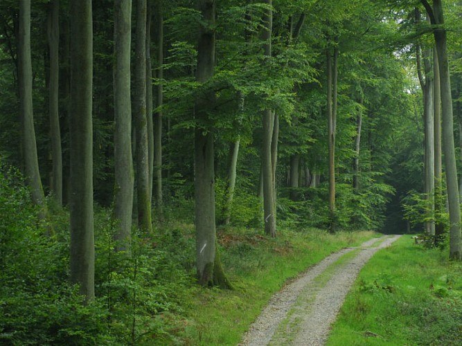 Pays-de-Bray-foret Eawy-1©SMT-G