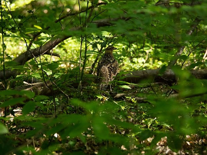 Bois de Villequier - faisan