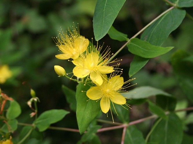 Hypericum androsaemum
