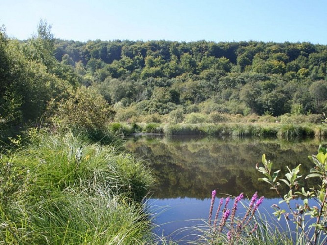 Tourbière d'Heurteauville