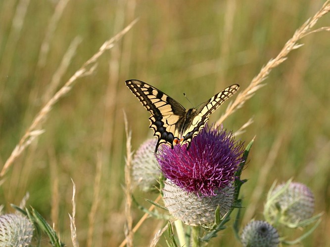 Grand Mont de Sigy-en-Bray - Papilio machaon