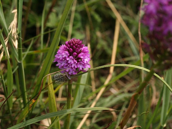 Grand Mont de Sigy-en-Bray