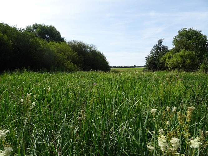 Marais de Fesques 800x600
