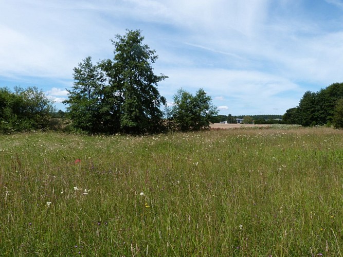 Marais de Fesques  800x600 (1)