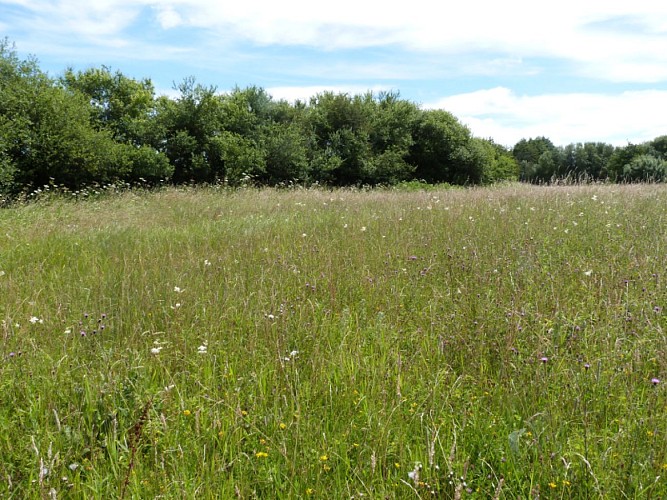 Marais de Fesques  800x600