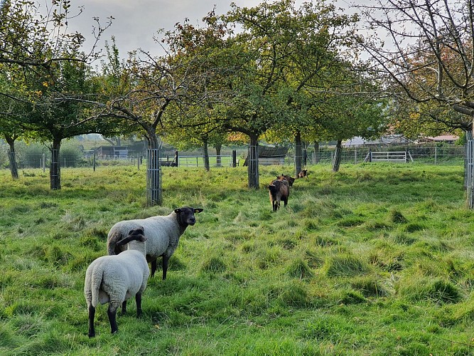 Les moutons dans le verger