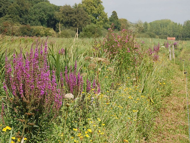 Domaine du Colmoulins 