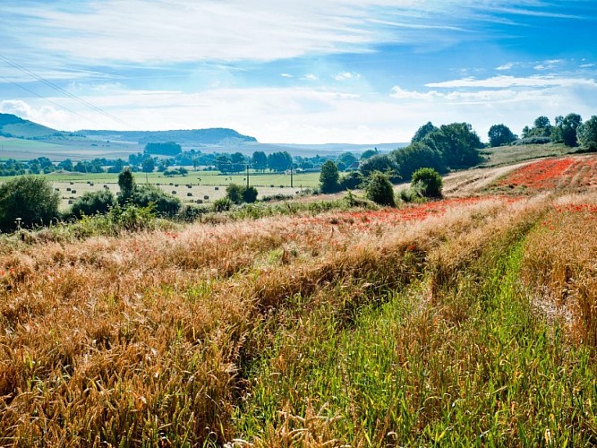 Pays-de-Bray-champs-H.ZANGL