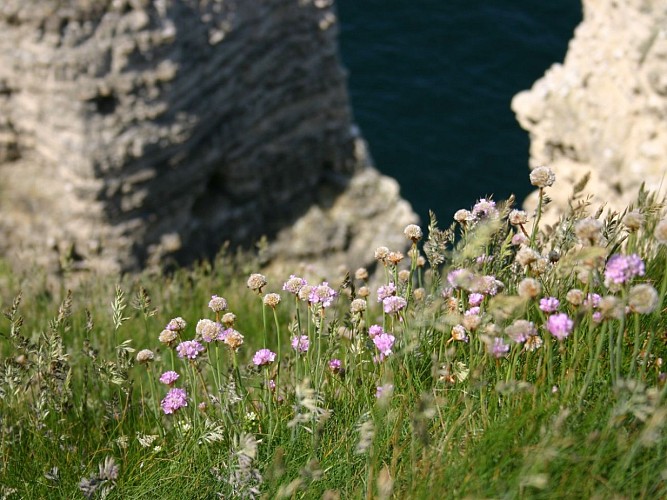 Falaise d'Amont