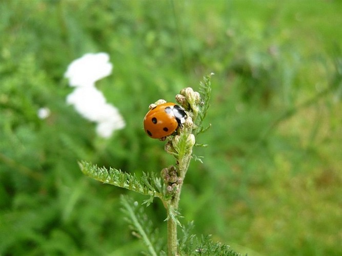 Jardin des Amouhoques