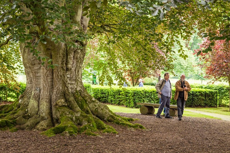 arbres-remarquable-abbaye-du-valasse-©Aurelien-Leloup