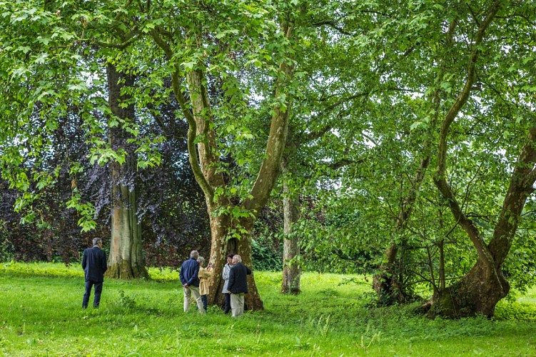 arbres-remarquables-parc-abbaye-du-valasse-©aurelien-leloup