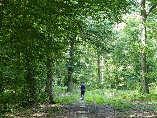 Forêt de Roumare Métropole