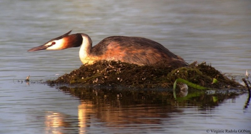Canard@Virginie Radola, Grande Noé