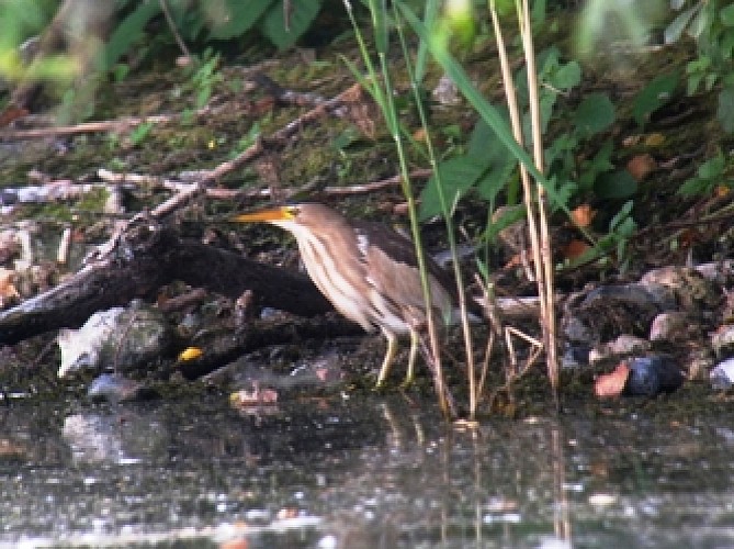 Oiseau Grande Noé@Virginie Radola, Grande Noé
