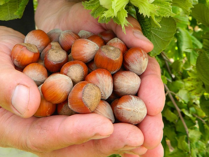 noisettes-bastide-monflanquin-zone-piquemil
