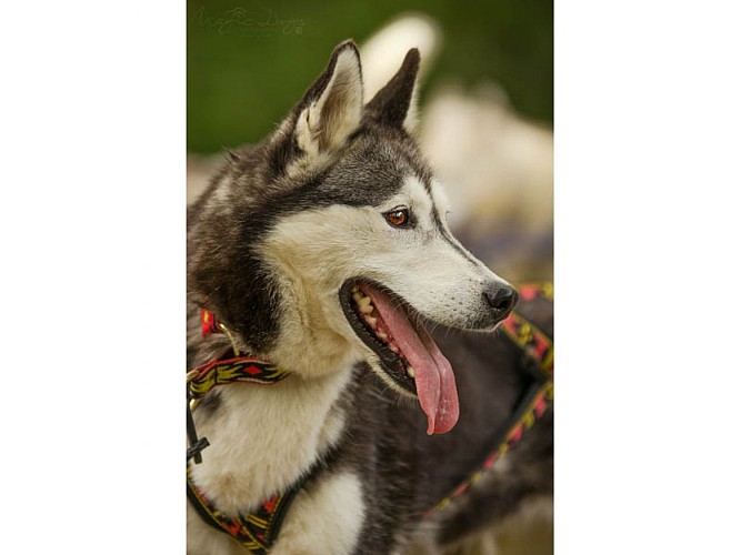 Cani Rando Récréative dans les Alpes Mancelles