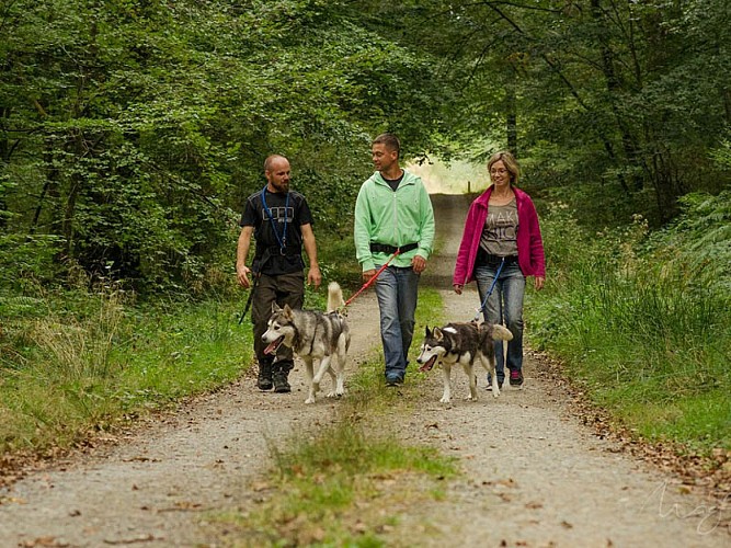 Cani Rando Récréative dans les Alpes Mancelles