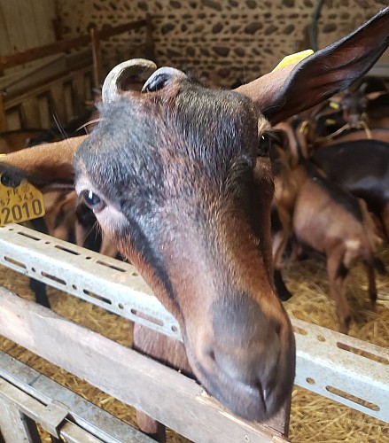 Sauvagnon - La Biquetterie Béarnaise @ La Biquetterie déc 2025 (10)