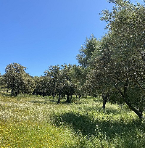 LES BOIS DE CAPRA SCORSA