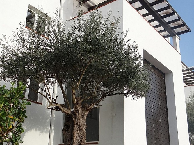 SOGNU DI RENA E24_1_1