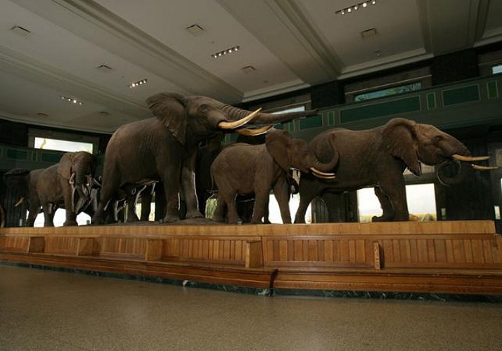 Tickets to the American Museum of Natural History – New York