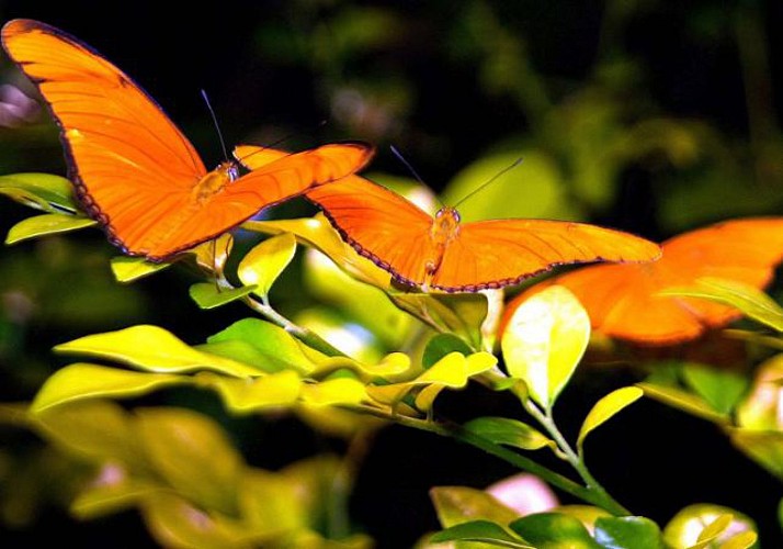 Visita del Museo de Historia Natural de Nueva York