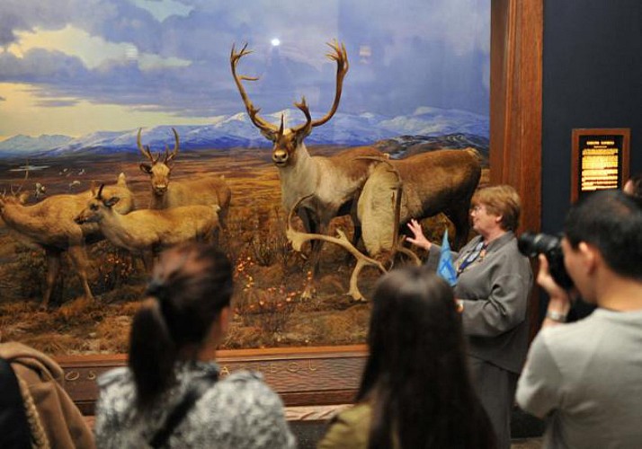 Billet American Museum of Natural History - New York