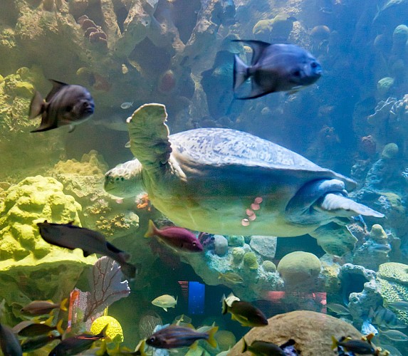 Skip-the-Line Tickets to the New England Aquarium – Boston