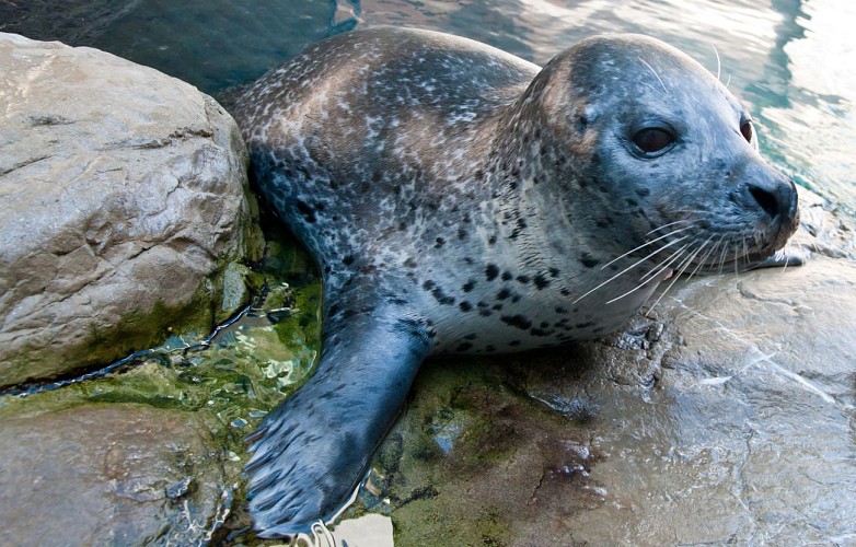 Skip-the-Line Tickets to the New England Aquarium – Boston