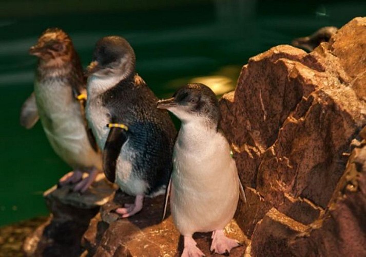 Skip-the-Line Tickets to the New England Aquarium – Boston