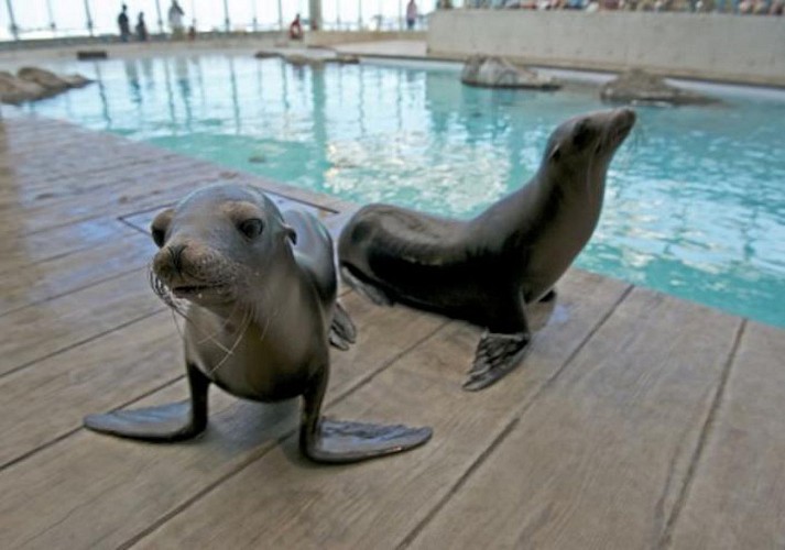 Skip-the-Line Tickets to the New England Aquarium – Boston