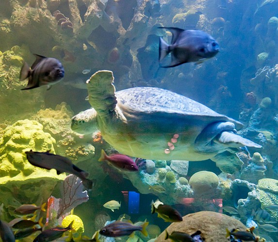 Billet coupe-file New England Aquarium - Boston