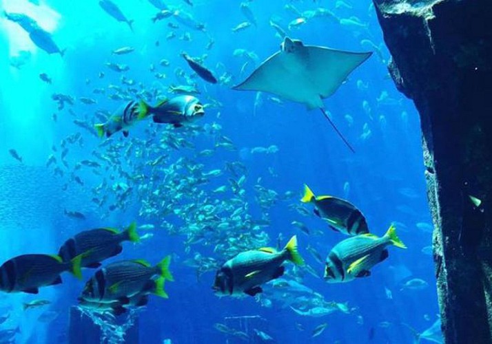 2 in 1 Tickets: Wasserpark „Aquaventure“ + Aquarium „The Lost Chambers“