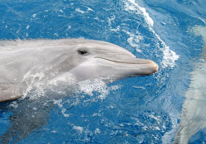 Dolphin-Watching Cruise + Snorkeling