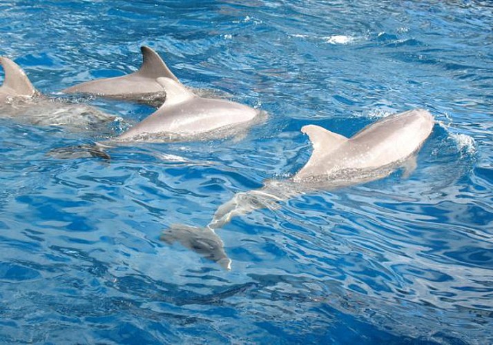 Dolphin-Watching Cruise + Snorkeling