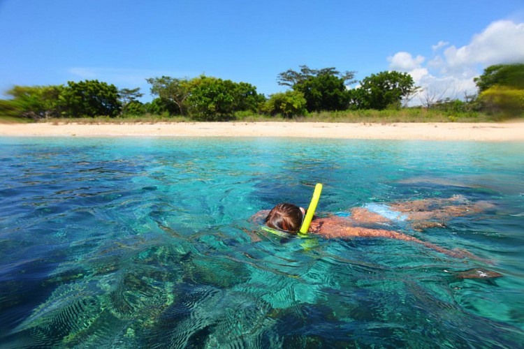 Croisière d’observation des dauphins et plongée avec tuba - Key West