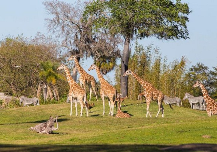 Tickets for Busch Gardens – Tampa Theme Park – Fast-track entry