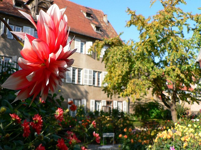 Dahliengarten