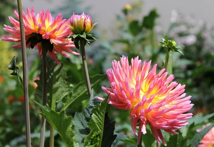 Dahlia's Garden