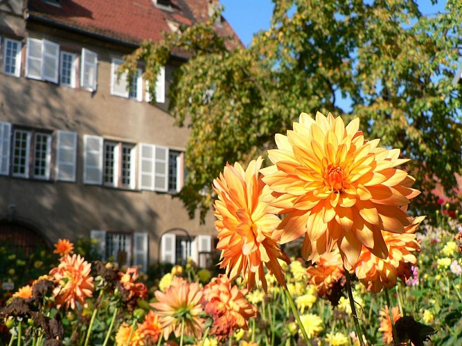 Jardin du Dahlia