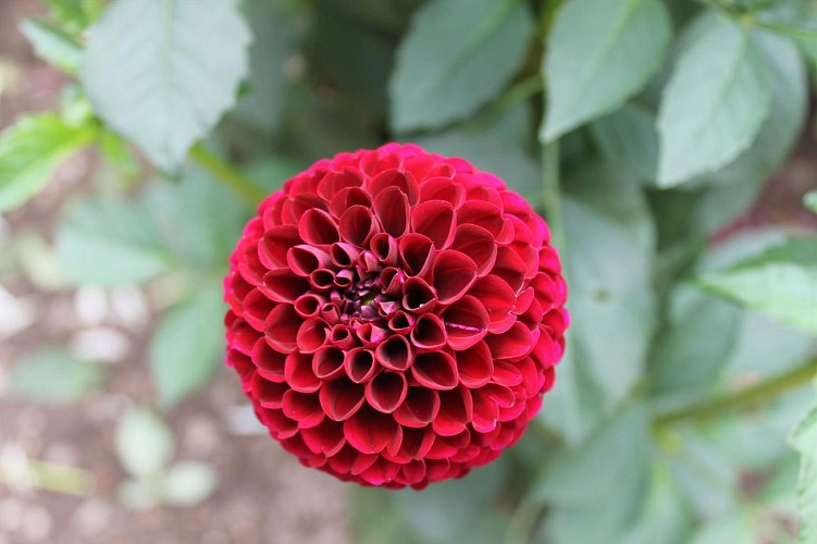 Jardin du Dahlia
