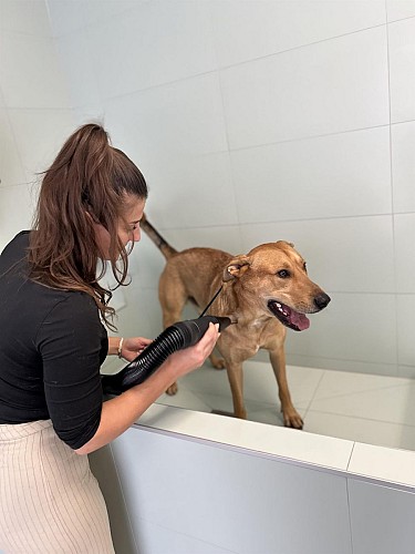 Der Troquet des poilus