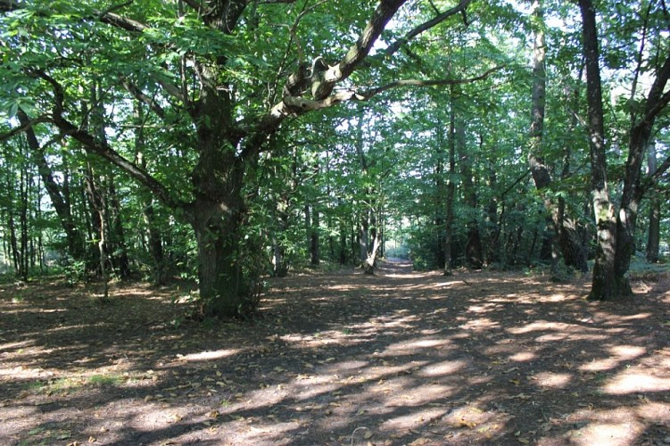 Bois de Boeuvres - Messac (4)
