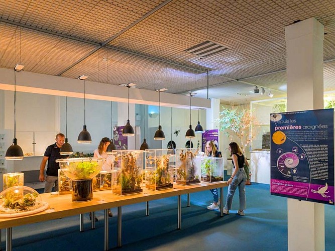 Muséum d'histoire naturelle de Tours